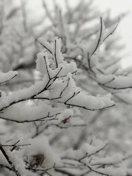 Close Up of Snow Covered Bare Branches in Winter Fotos de archivo