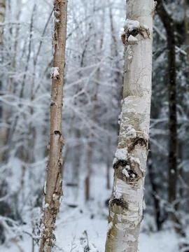 Close Up of Snow Covered Birch Tree Trunks in Winter Forest Fotos de archivo