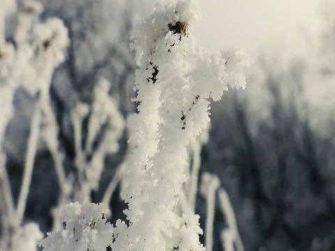 Close up of Snow Covered Branch Stock Footage 73545590
