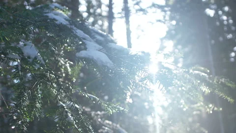 Close Up On Snow Covered Branch In Forest On A Winter Day Stock Footage 267013378