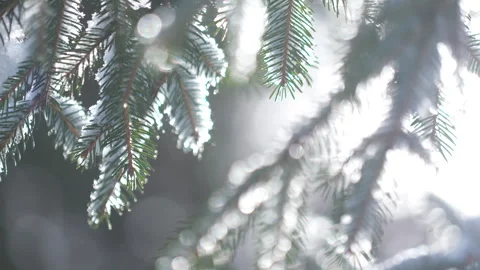 Close Up On Snow Covered Branch In Forest On A Winter Day Stock Footage 267014612