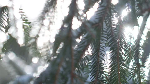 Close Up On Snow Covered Branch In Forest On A Winter Day Vídeos de archivo 267014681
