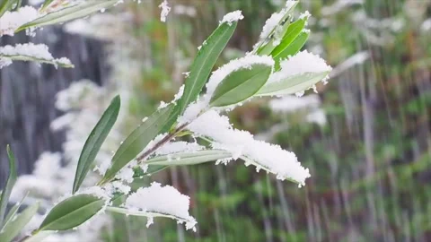Close Up Of A Snow Covered Branch With Snow Falling Behind It, London, UK. Stock Footage 147124233