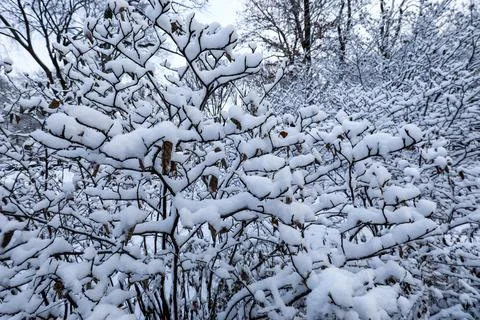 Close up of snow covered branches in Central Park Stock Photos