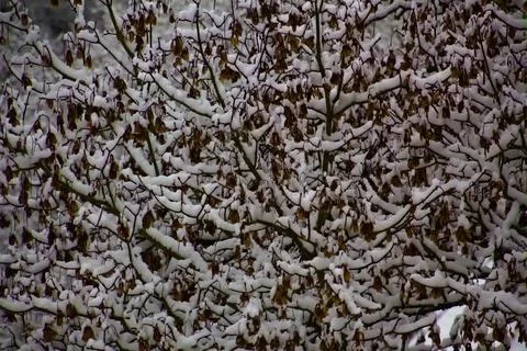 Close up of snow covered branches Stock Photos