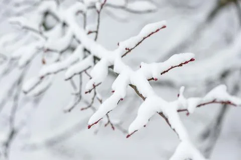 Close-Up of Snow-Covered Branches with Red Buds in Winter Wonderland Stock Photos