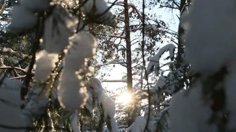 Close-up of snow-covered branches of the tree, the sun's rays Stock Footage 60379388