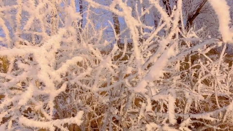 A close-up of the snow-covered branches of a tree, covered with hoarfrost. 스톡 동영상 84274906