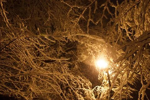Close up snow covered branches under street light concept photo Stock Photos