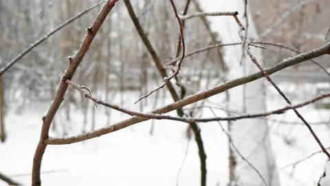 Close up of Snow covered brown bare branches of winter tree. Stock Footage 166955833