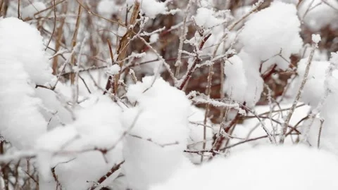 Close up of Snow covered brown bare branches of winter bush. 4K Stock Footage 166979945