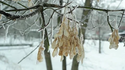 Close up of Snow covered brown branches of winter tree. Swaying leaves. Stock Footage 166955847