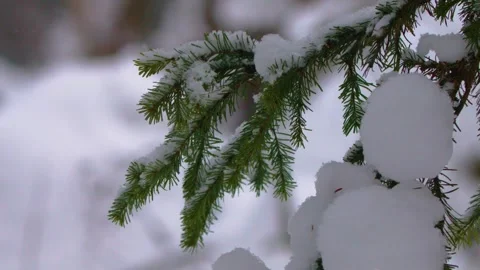 Close-Up of Snow-Covered Coniferous Tree Branch in Winter Forest of Southern Ura Stock Footage 325474121