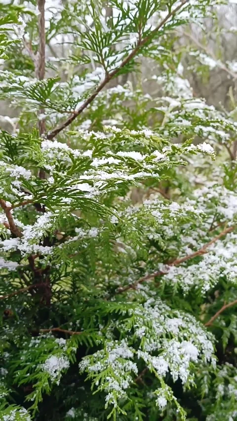 Close-up of snow-covered evergreen branches in winter daylight. Stock Footage 315241016