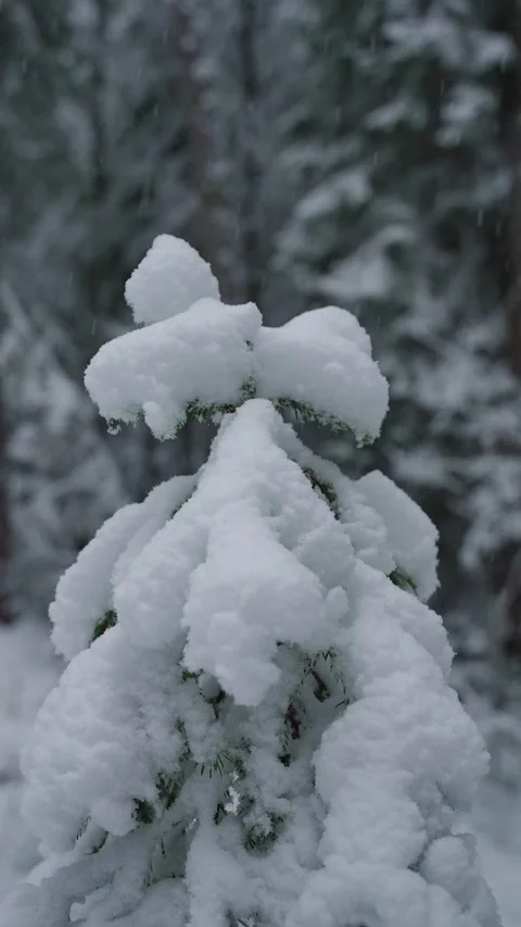 Close-up of a snow-covered fir tree during gentle snowfall, with soft white Stock-Footage 325207573