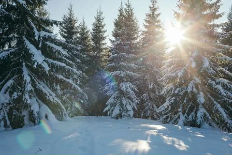 A close up of a snow covered forest Stock Photos