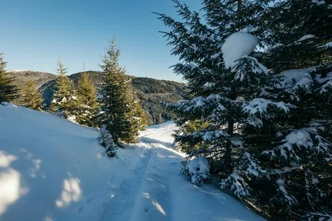 A close up of a snow covered forest Stock Photos