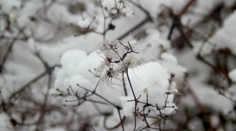 Close Up Of Snow Covered Grass Stock Footage 37186009