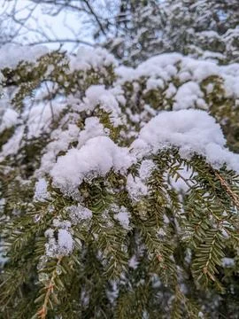 Close Up of Snow Covered Hemlock Branches in Winter Forest Foto stock