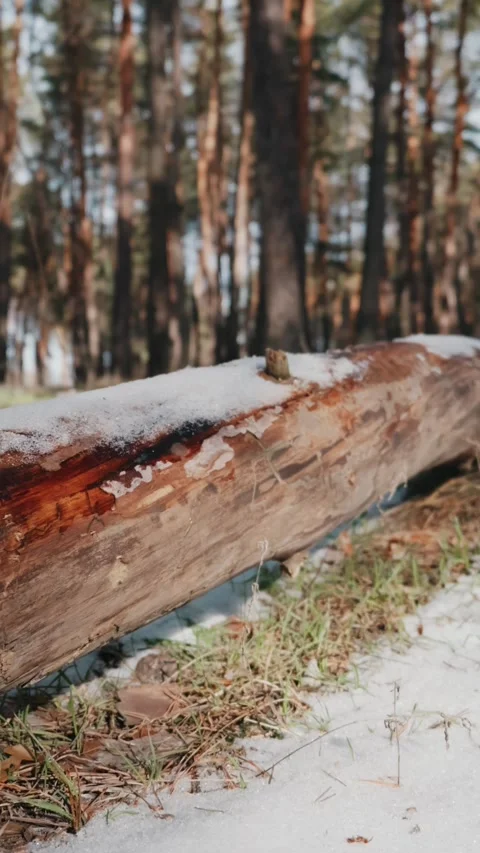 Close Up Of Snow Covered Log In Pine Forest With Bark Texture Stock Footage 329132283