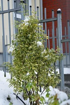 Close-up of a snow-covered oleaster maculata pungens bush Stock Photos