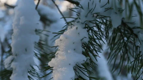 Close-up of snow covered pine branch in winter forest Video stock 60382276