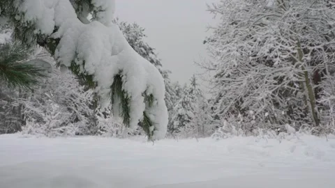Close-up of snow-covered pine branch in silent winter forest with frosty trees Stock-Footage 318851205