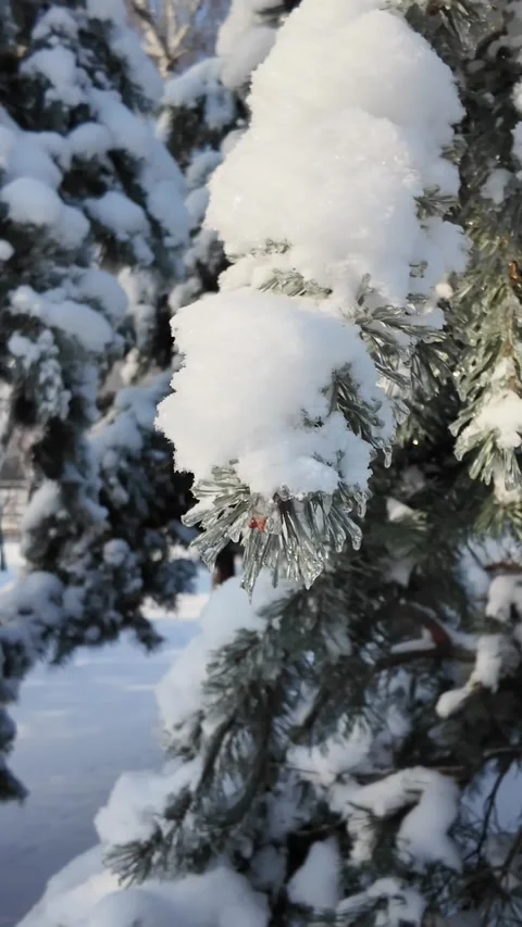 Close Up Of Snow Covered Pine Branch In Winter Park 動画素材 329559445