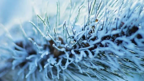 Close-up of snow-covered pine needles glistening in winter sun.  스톡 동영상 326154564