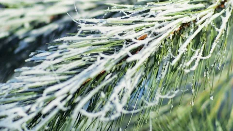 Close-up of snow-covered pine needles glistening in winter sun. Video stock 326155563