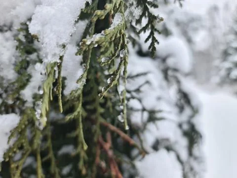 Close-Up of Snow-Covered Pine Needles in a Winter Wonderland Setting Stock Photos