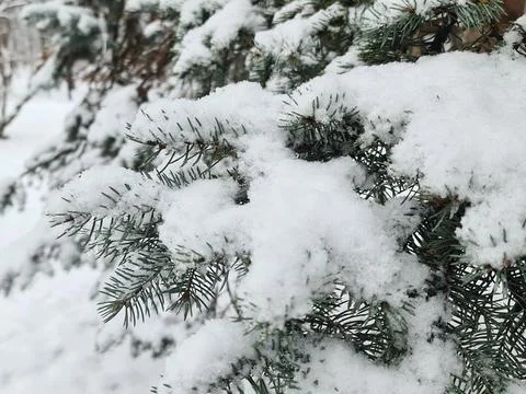 Close-Up of Snow-Covered Pine Needles in a Winter Wonderland Setting Stock Photos