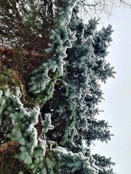 Close-Up of Snow-Covered Pine Needles in a Winter Wonderland Setting Stock Photos