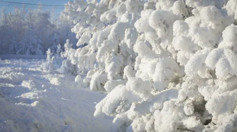 Close up of snow covered pine tree with snow falling Stock Footage 57393732