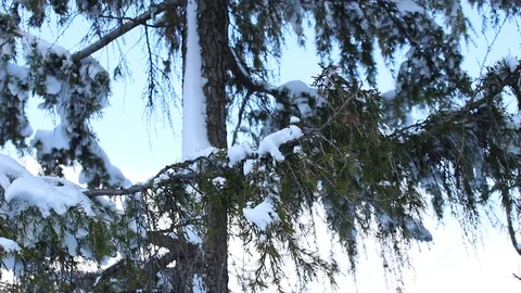 Close-up of a snow-covered pine tree branch. The green needles are now all white Stock Footage 87824245