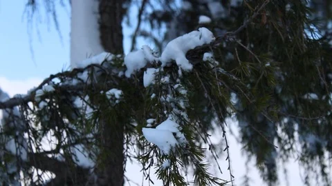 Close-up of a snow-covered pine tree branch and the wind moves the branch Stock Footage 87826084