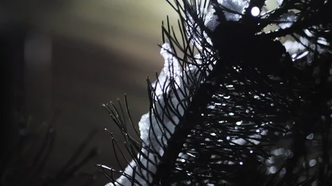 Close up snow covered pine tree Vídeo Stock 122228069