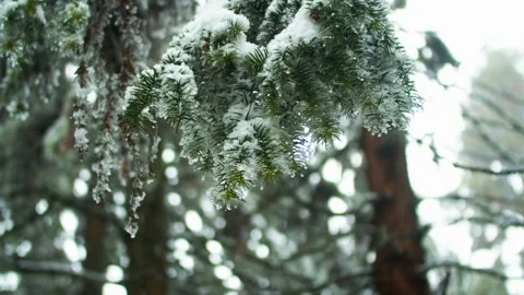Close up of snow covered pine tree branches in a quiet winter forest 動画素材 341959175