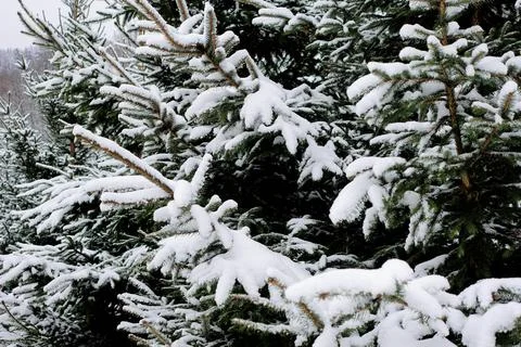 Close-Up of Snow-Covered Pine Tree Branches Stock Photos
