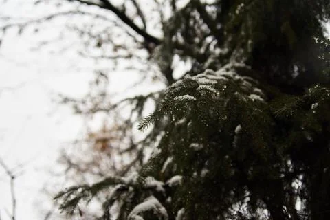 Close-up of snow-covered pine tree branches in a winter forest setting Stock Photos