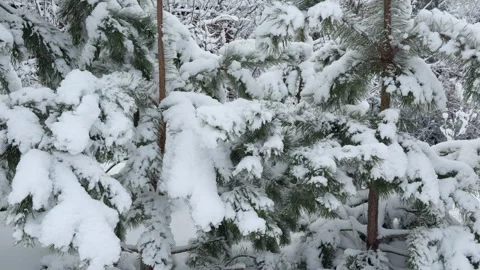 Close-up of snow covered pine trees after snowfall Stock Footage 326309738