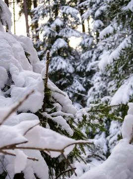 Close up snow covered pine trees in the Black Forest 스톡 사진