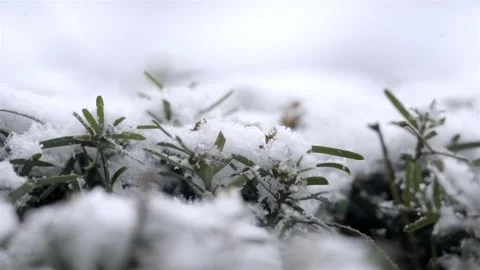 Close up of snow covered plants in the winter, green grass under snow on a cold Vídeos de archivo 300418607