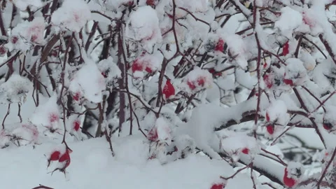 Close-up of snow-covered rose hip bush with red berries after snowfall. Stock Footage 325962704