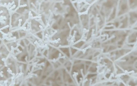 Close-up of snow-covered shrub branches Stock Photos