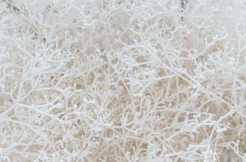 Close-up of snow-covered shrub branches Stock Photos