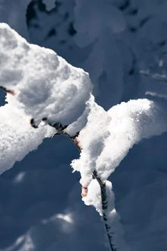 Close-Up of Snow-Covered Thin Branch Stock Photos