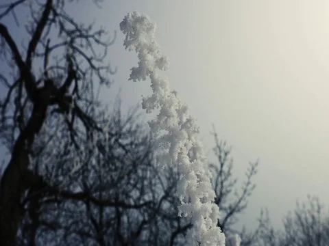 Close up of Snow Covered Tree Branches 库存影片 73545641