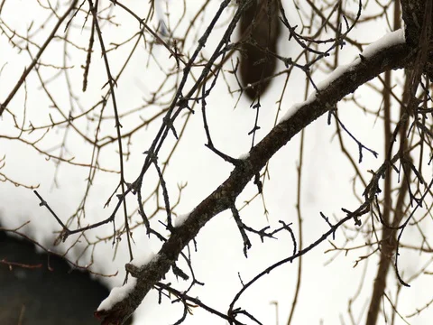 Close Up of Snow Covered Tree Branches Stock Footage 73545661