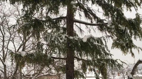 Close-up of snow-covered tree branches. Hd static shoot Stock Footage 87813546